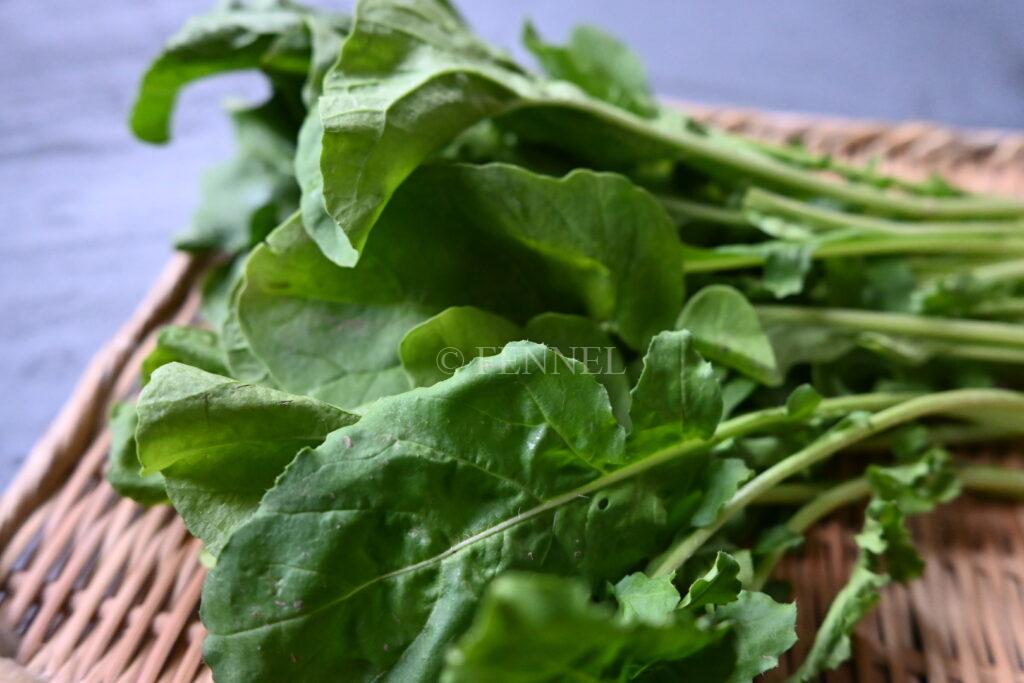 FENNEL ルッコラロケット　