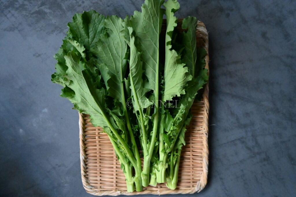 fennel　取扱い野菜　チーマ・ディ・ラーパ