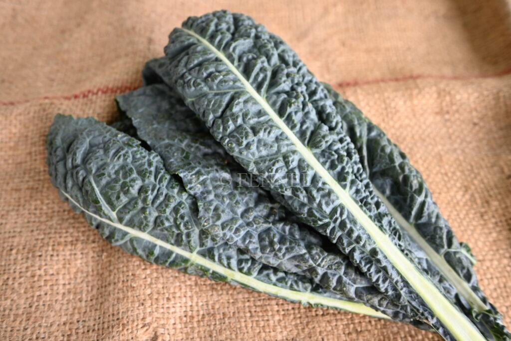 fennel 取扱い野菜　カーボロネロ