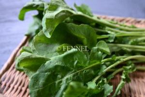 FENNEL ルッコラロケット　