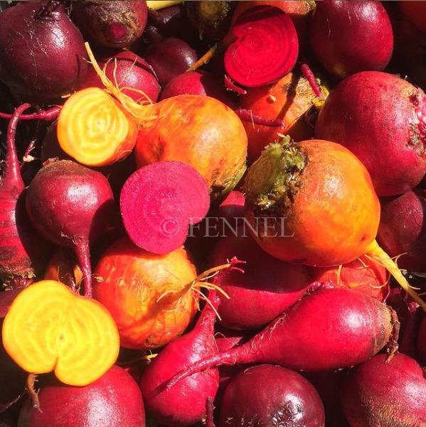 fennel　取扱い野菜　ビーツ