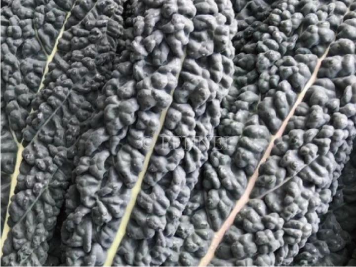 fennel 取扱い野菜 カーボロネロ