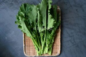fennel　取扱い野菜　チーマ・ディ・ラーパ