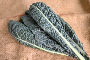 fennel 取扱い野菜　カーボロネロ