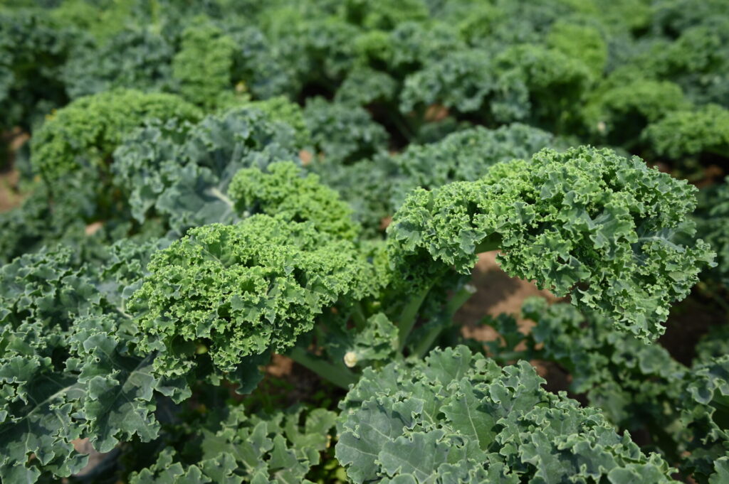 fennel　取扱い野菜　カリーノケール