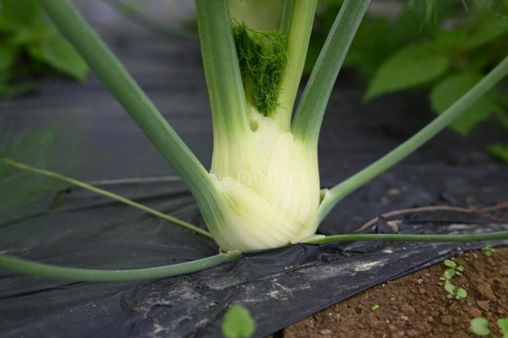 FENNEL フェンネル